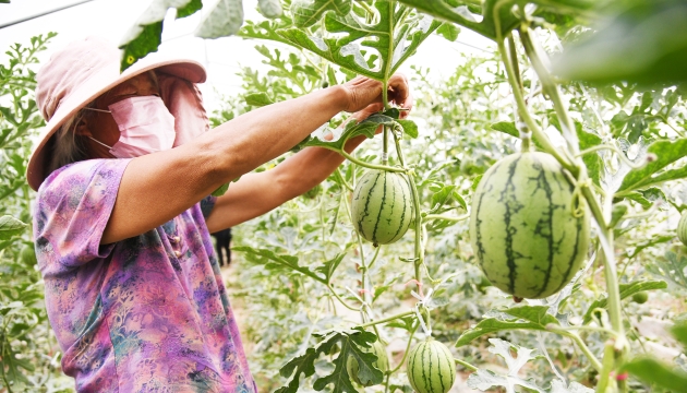 谷雨前后，種瓜點(diǎn)豆