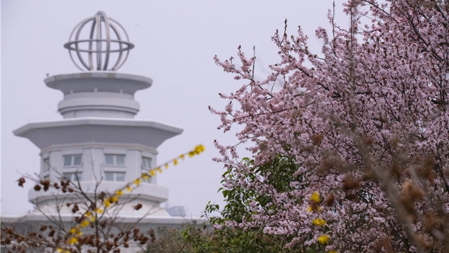 陽春三月，踏青賞花正當(dāng)時